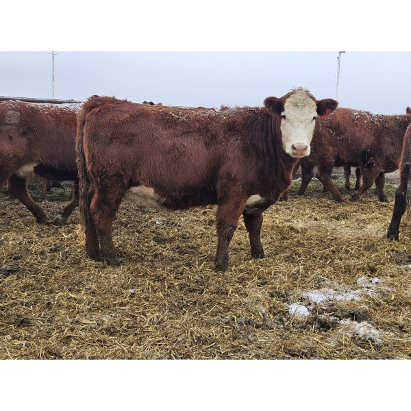 Cole & Brittanie Neely - 12 Red Heifers (Pen 326 - 328)