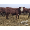 Image 1 : Cole & Brittanie Neely - 11 Red Heifers (Pen 322 - 324)