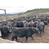 Image 5 : Nicola Ranch - 600# November Delivery Steer Calves - 310 Head (Merritt, BC) VBP+