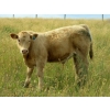 Image 3 : Logan Brothers (Rod, Barry & Bruce) - 695# Steer Calves - 80 Head (Oyen, AB)