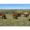 Image 2 : Lazy A Limousin - 625# October Delivery Steer Calves - 50 Head (Cando, SK)