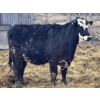 Image 10 : Nelson Creek Ranch - 21 BBF/BWF Replacement Heifers (Claresholm, AB)