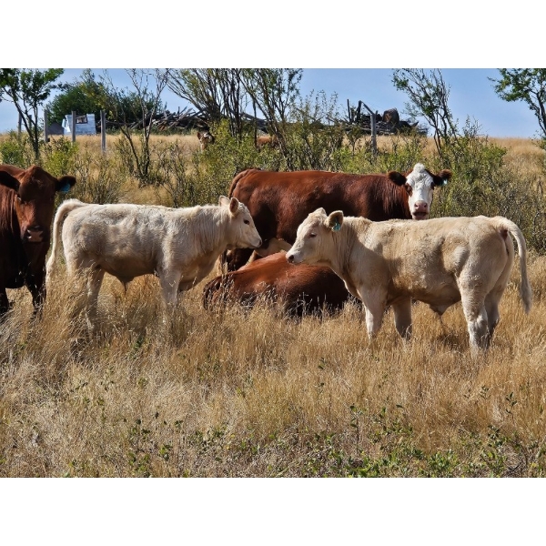 Logan Brothers (Rod, Barry & Bruce) - 695# Steer Calves - 80 Head (Oyen, AB)