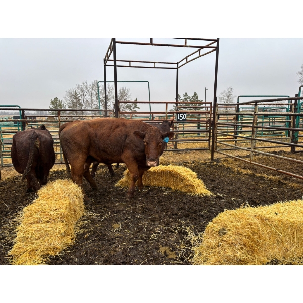 Prairie Ridge Ranch - 3 Mature Cows (Pen 150)