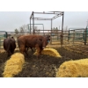 Image 1 : Prairie Ridge Ranch - 3 Mature Cows (Pen 150)