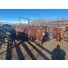 Image 6 : Turtleview Livestock - 750# February Delivery Steers - 81 Head (Goodlands, MB) VBP+