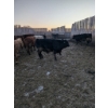Image 4 : Rice Farms - 950# January Delivery Steers - 125 Head (Lacombe, AB)