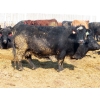 Image 9 : David Garvey - 1625# March Delivery Cows - 67 Head (Wapella, SK)