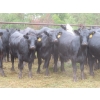 Image 6 : Taylor Enterprises Inc. - 830# September Delivery Grass Heifers - 75 Head (Wawota, SK)
