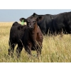 Image 4 : Vredegoor Ranch - 500# October Delivery Steer Calves - 195 Head (Handhills, AB)