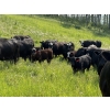 Image 1 : Rafter 17 Ranching - 840# October Delivery Steer Calves - 150 Head (Eckville, AB)
