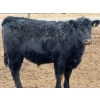 Image 2 : Habraken Farms Ltd. - 960# March Delivery Steers - 63 Head (Scandia, AB)