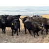 Image 6 : W. A. Ranches at the U of C - 550# November Delivery Steer Calves - 200 Head (Cochrane, AB) VBP+