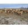 Image 7 : Bauer Ranching - 910# February Delivery Steers - 205 Head (Hilda, AB)