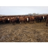 Image 5 : Ripple Rock Ranch - 820# January Delivery Steers - 180 Head (Fincastle, AB)