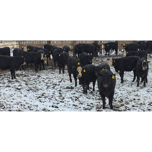 Franz Land & Cattle - 760# March Delivery Heifers - 41 Head (Medicine Hat, AB)