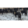 Image 1 : Franz Land & Cattle - 760# March Delivery Heifers - 41 Head (Medicine Hat, AB)