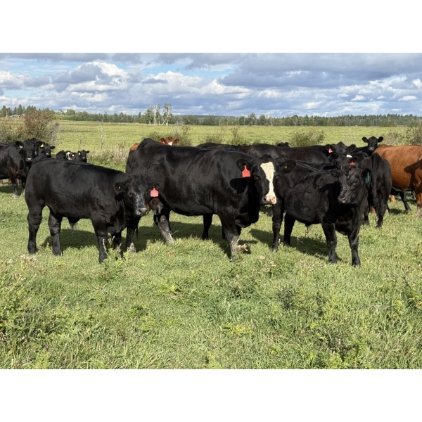 Jordan, Beau & Tom Jackson - 640# October Delivery Steer Calves - 95 Head (Sundre, AB)