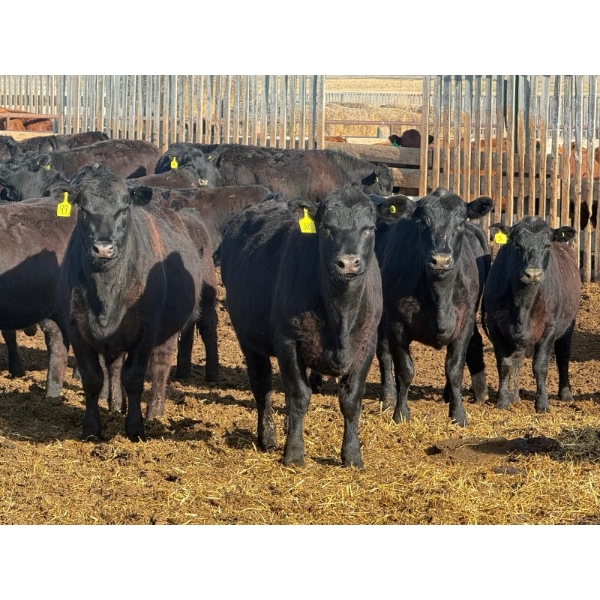 PSV Farms Ltd. - 875# May Delivery Heifers - 60 Head (Enchant, AB)