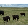 Image 2 : Paragon Ranch - 515# Sept/Oct Delivery Steer Calves - 110 Head (Bengough, SK)