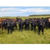 Image 2 : Chipping Hill Cattle Co. - 1025# October Delivery Grass Steers - 300 Head (Zhoda, MB)