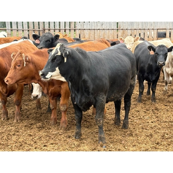 Brandt Boys Beef & Grain - 925# July Delivery Heifers - 138 Head (Tolstoi, MB)