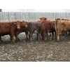 Image 3 : Quarter Circle X Ranch - 741# March/April Delivery Heifers - 58 Head (Madden, AB)