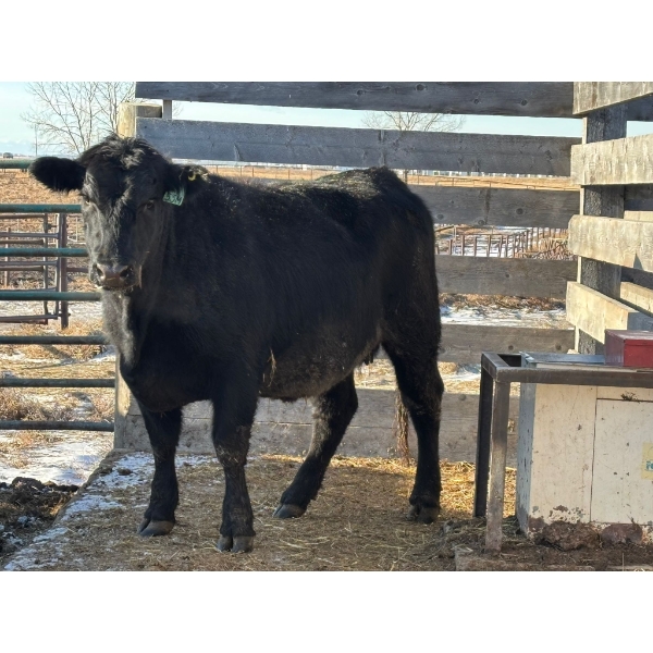 Fox Cattle Co. - 1 Bred Heifer (Pen 526)