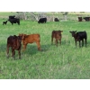 Image 2 : Knapp Farms - 500# November Delivery Heifer Calves - 100 Head (Southey, SK)