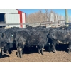Image 7 : TV Bar Farms Ltd. - 725# April Delivery Steers - 70 Head (Goodlands, MB)