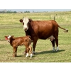 Image 6 : Diamond I Farms - 24 Simm/Angus X Cow/Calf Pairs (Irricana, AB)