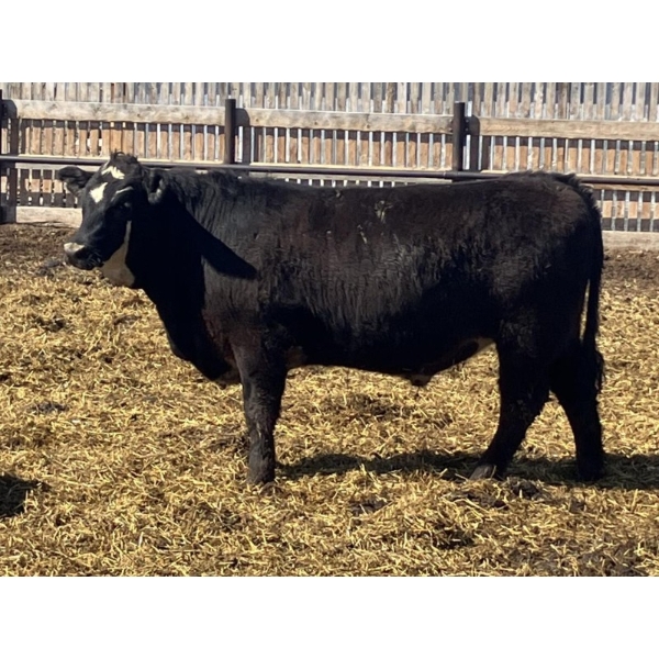 Jarokosky Farms - 980# April Delivery Steers - 64 Head (Lethbridge, AB)