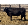 Image 1 : Jarokosky Farms - 980# April Delivery Steers - 64 Head (Lethbridge, AB)