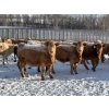Image 2 : Box Anchor Farms - 930# March Delivery Weaned Heifers - 190 Head (Dewberry, AB)