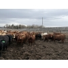Image 5 : Lesher Lane Enterprises - 950# May Delivery Steers - 250 Head (Lacombe, AB)
