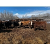 Image 4 : Chris Bartel - 1025# May Delivery Steers - 60 Head (Fort Vermilion, AB)