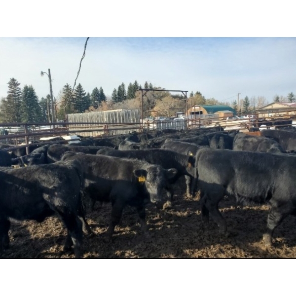 Saddle Ridge & S-S Ranch - 550# October Delivery Steer Calves - 110 Head (Strathmore, AB)
