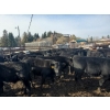 Image 1 : Saddle Ridge & S-S Ranch - 550# October Delivery Steer Calves - 110 Head (Strathmore, AB)
