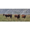 Image 4 : M.S. MacLean Livestock - 1010# September Delivery Grass Steers - 112 Head (Coaldale, AB)
