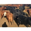 Image 10 : Van Hall Cattle Co. - 930# April Delivery Steers - 185 Head (Scandia, AB)