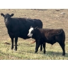 Image 11 : Thurston Newall Farms - 580# Steer Calves - 105 Head (Nightingale, AB)