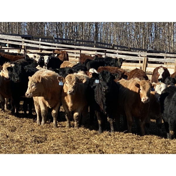 Ron Billings - 750# March Delivery Heifers - 70 Head (Sundre, AB)