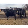 Image 2 : Midpoint Farms - 1000# November Delivery Open Heifers - 58 Head (Drayton Valley, AB)