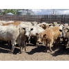 Image 2 : Lone Star Cattle Co. - 1000# June Delivery Heifers - 63 Head (Strathmore, AB)