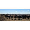 Image 2 : Cattlewood Farms Ltd. - 825# June/July Delivery Heifers - 76 Head (Fincastle, AB)