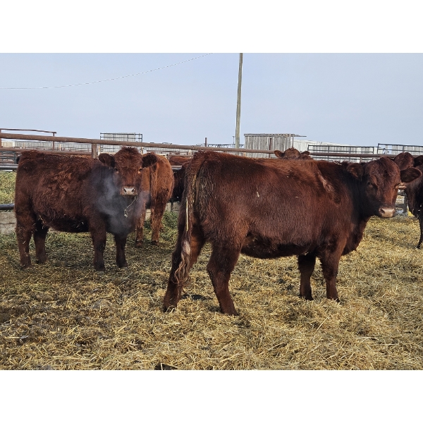 Sam McKinnon - 11 Red Heifers (Pen 527 - 529)