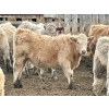 Image 11 : In The Coulee Ranch - 816# February Delivery Steers - 71 Head (Pincher Creek, AB)