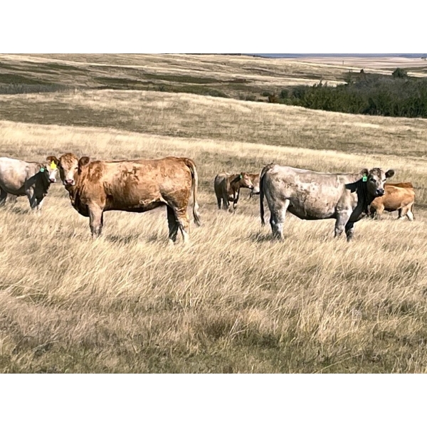 Sharp Hills Ranch Ltd. - 1020# October Delivery Grass Heifers - 500 Head (Sedalia, AB)