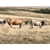 Image 1 : Sharp Hills Ranch Ltd. - 1020# October Delivery Grass Heifers - 500 Head (Sedalia, AB)