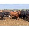 Image 6 : Babcock Livestock - 890# August Delivery Heifers - 114 Head (Consort, AB)